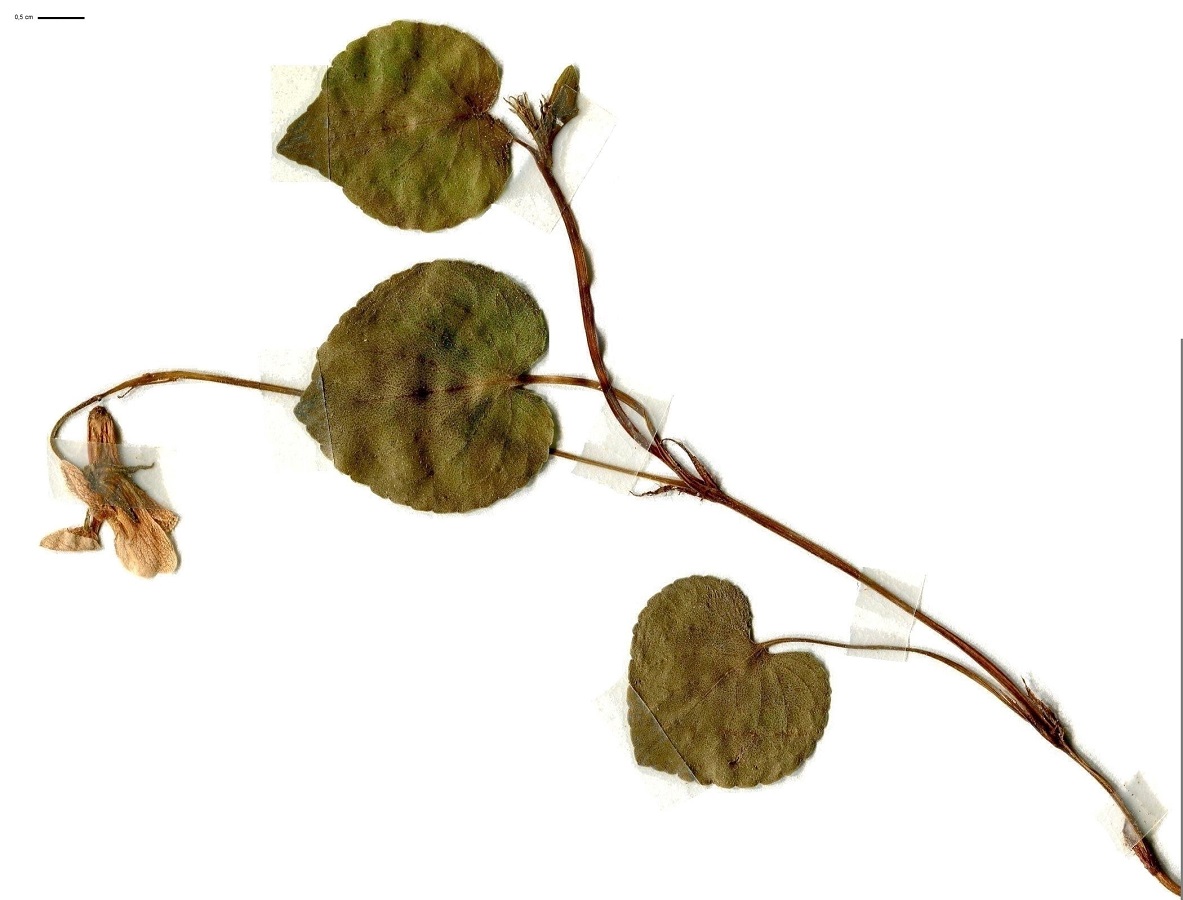 Viola riviniana (Violaceae)